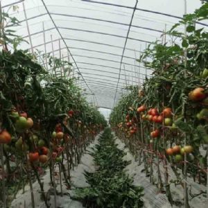 <img src=upfile/images/2021/04/29/small3_16196548008483305.jpg height=150>