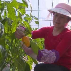 <img src=upfile/images/2021/07/08/small3_16257103676942884.jpeg height=150>