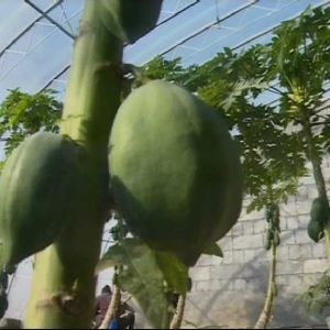 <img src=upfile/images/2021/12/22/small3_16401400505563551.jpg height=150>