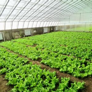 <img src=upfile/images/2022/02/19/small3_16452305732494382.jpg height=150>