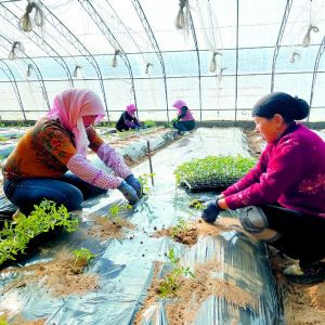 <img src=upfile/images/2022/02/19/small3_16452309814069822.jpg height=150>